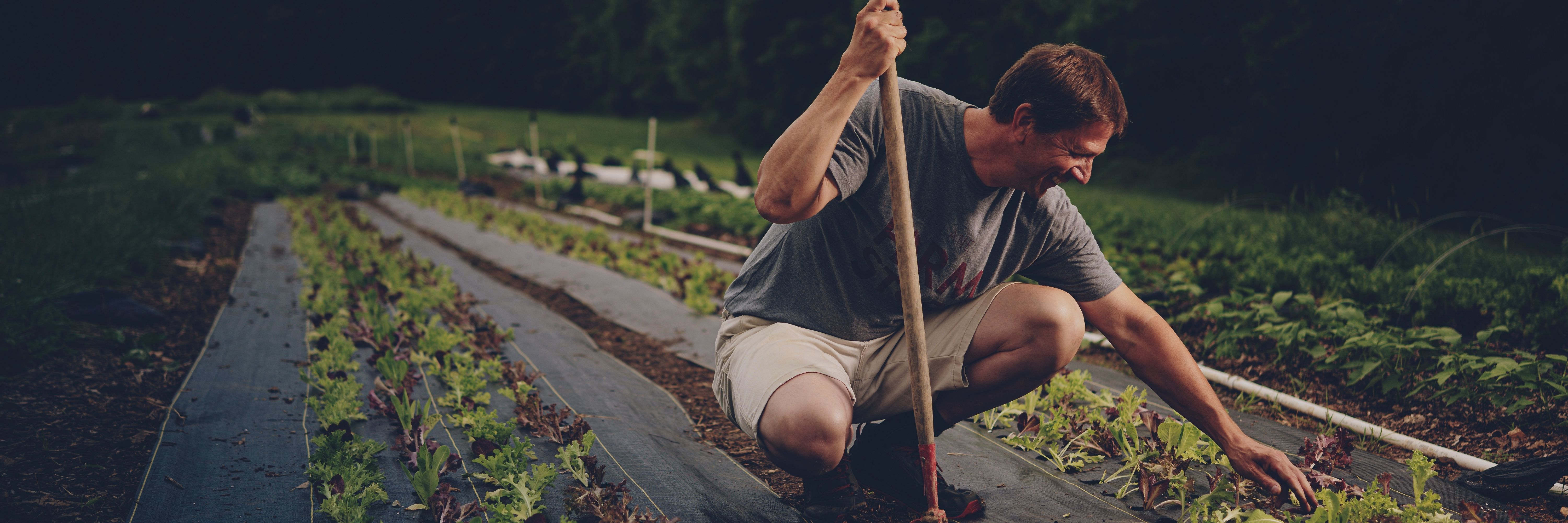 organic-agriculture-background.jpg