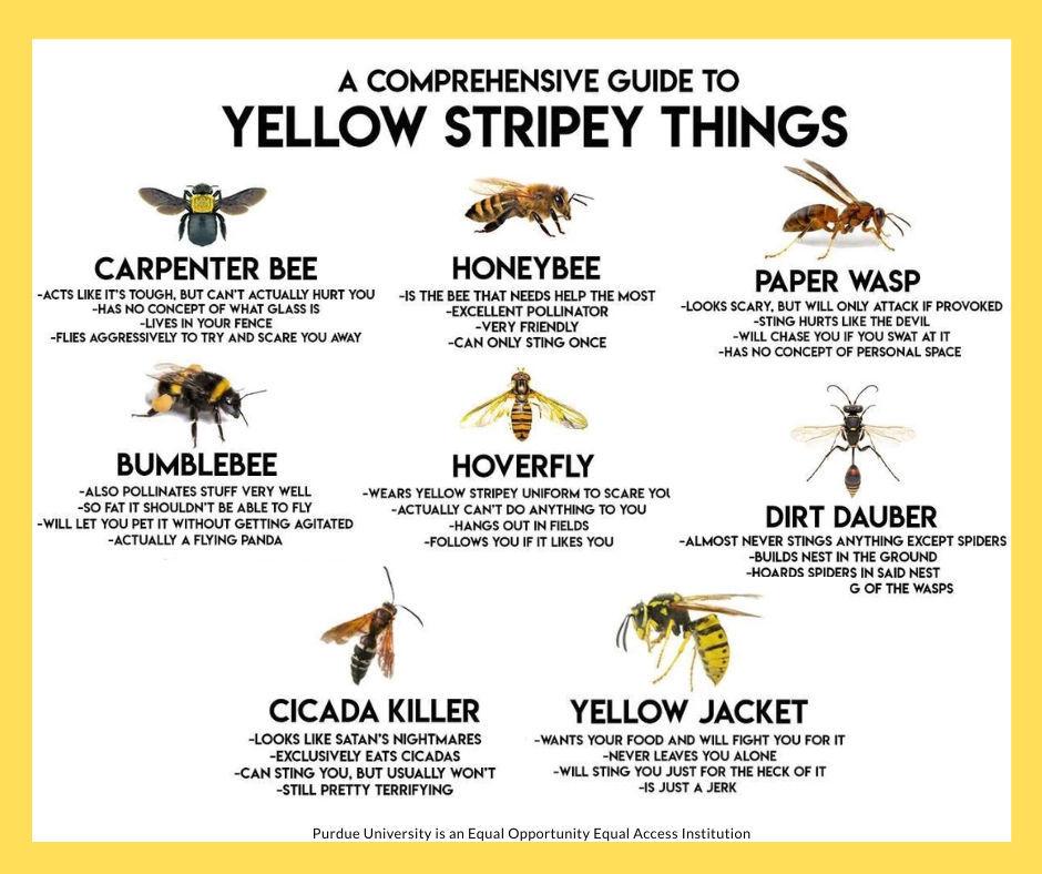 yellow stripeys