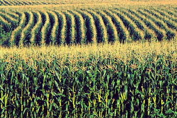 Agronomy