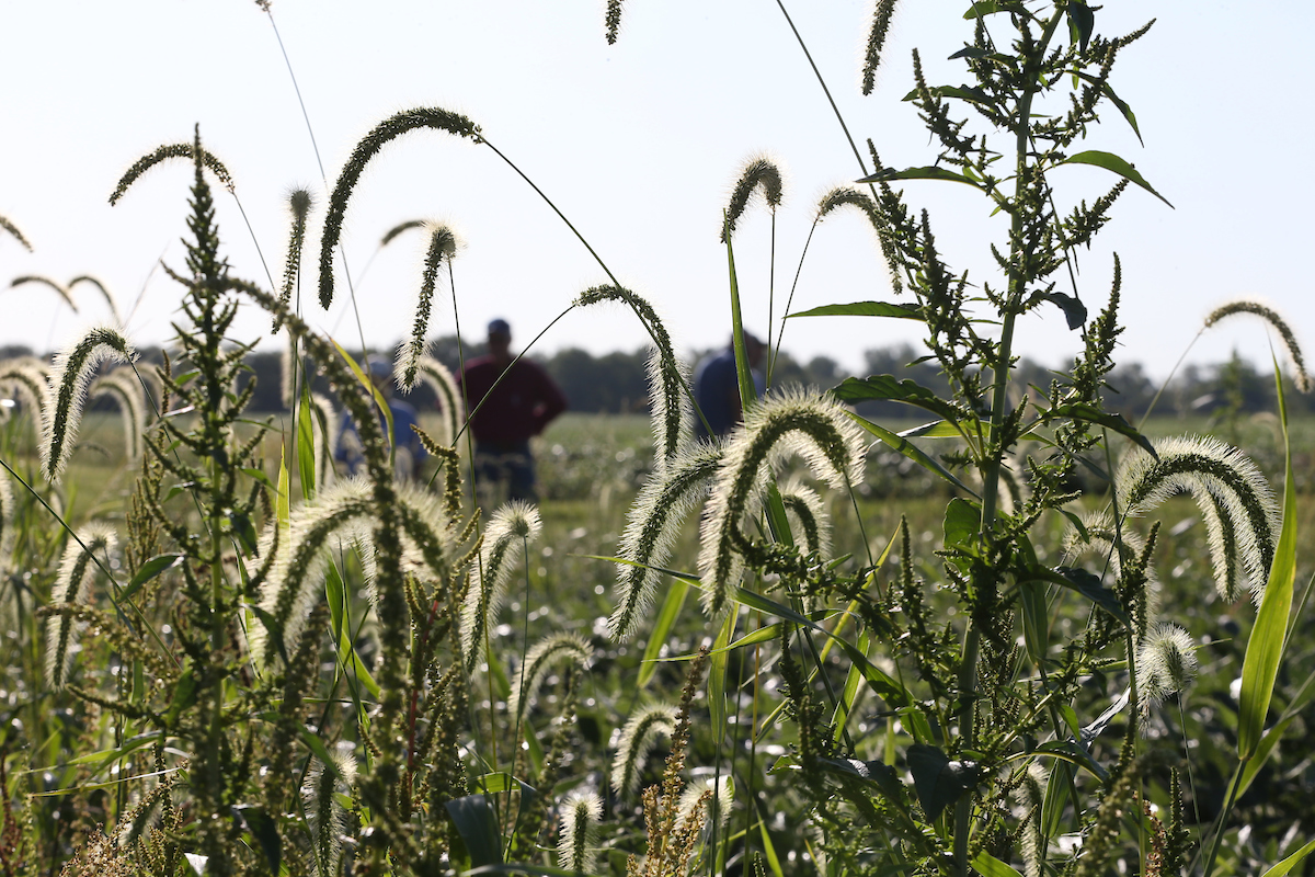 Purdue Extension grass field