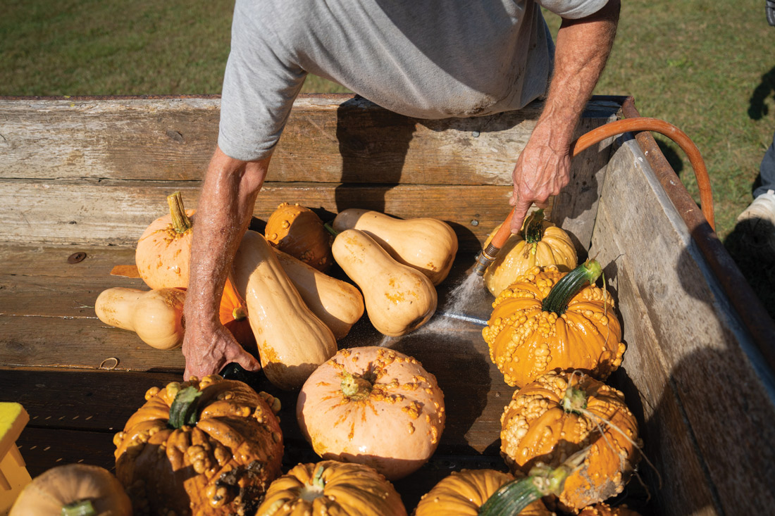 pumpkins and gourds in a wagon