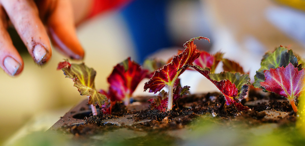 planting plants and flowers