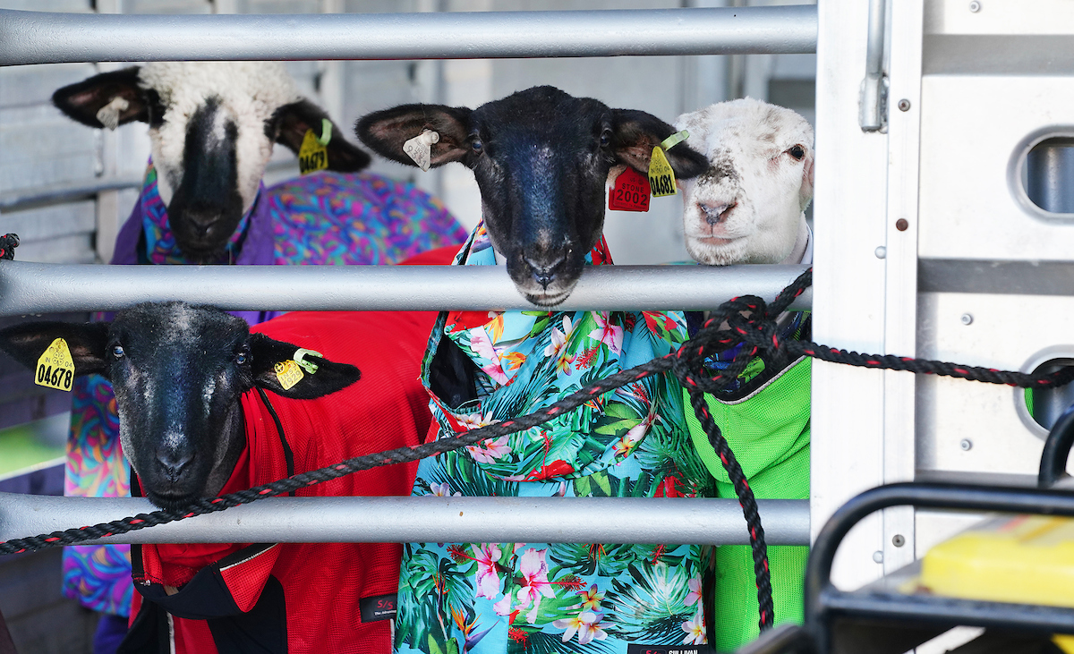Four lambs in colorful coats stand at gate.