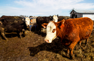 Thumbnail of cows