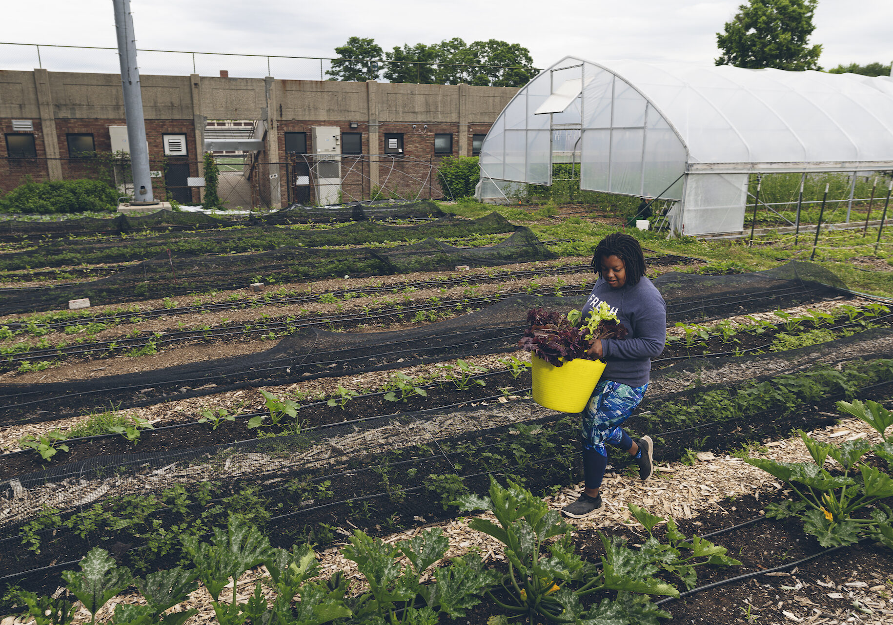 Image of a women in a field carrying crop's.