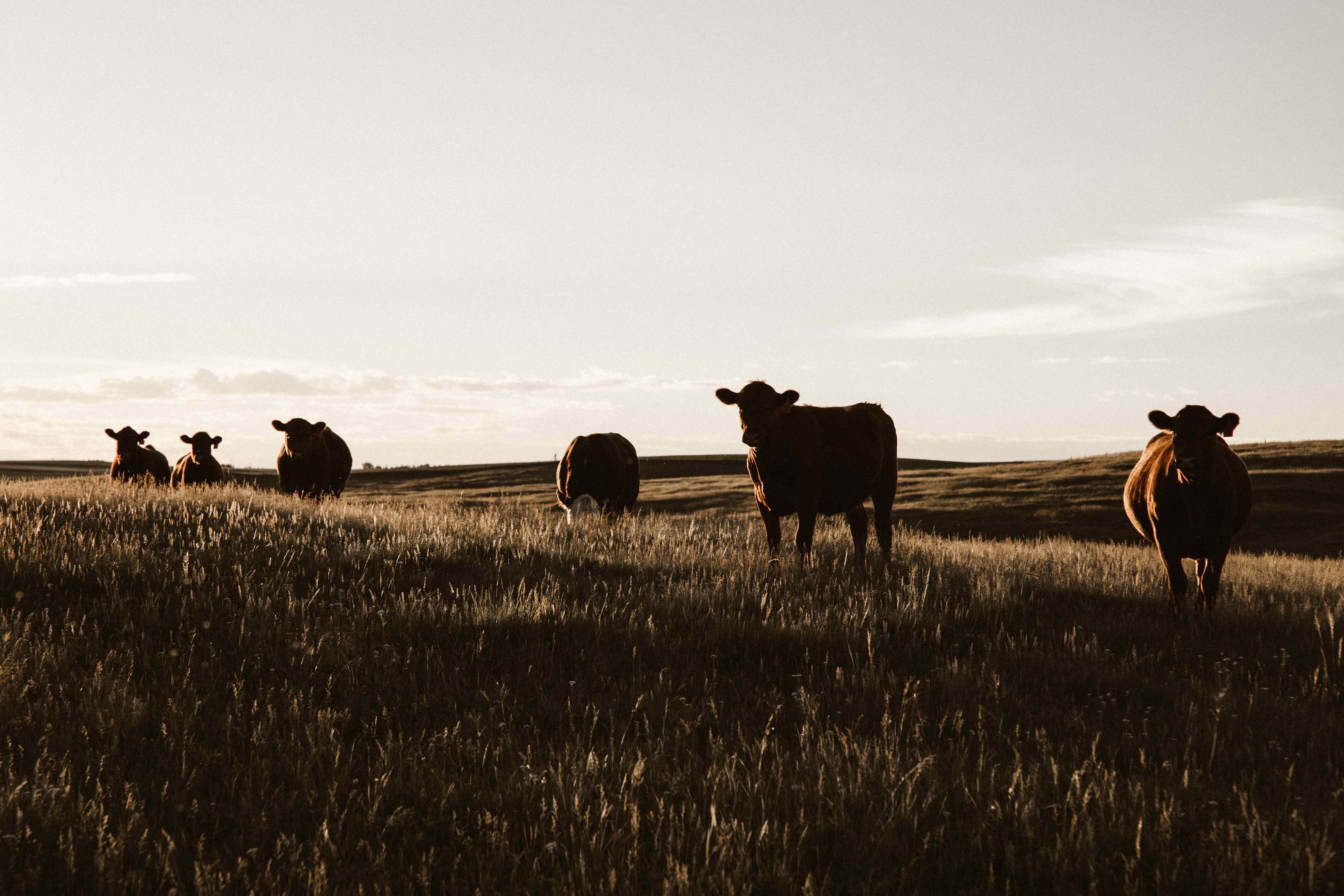 Master Cattle Program