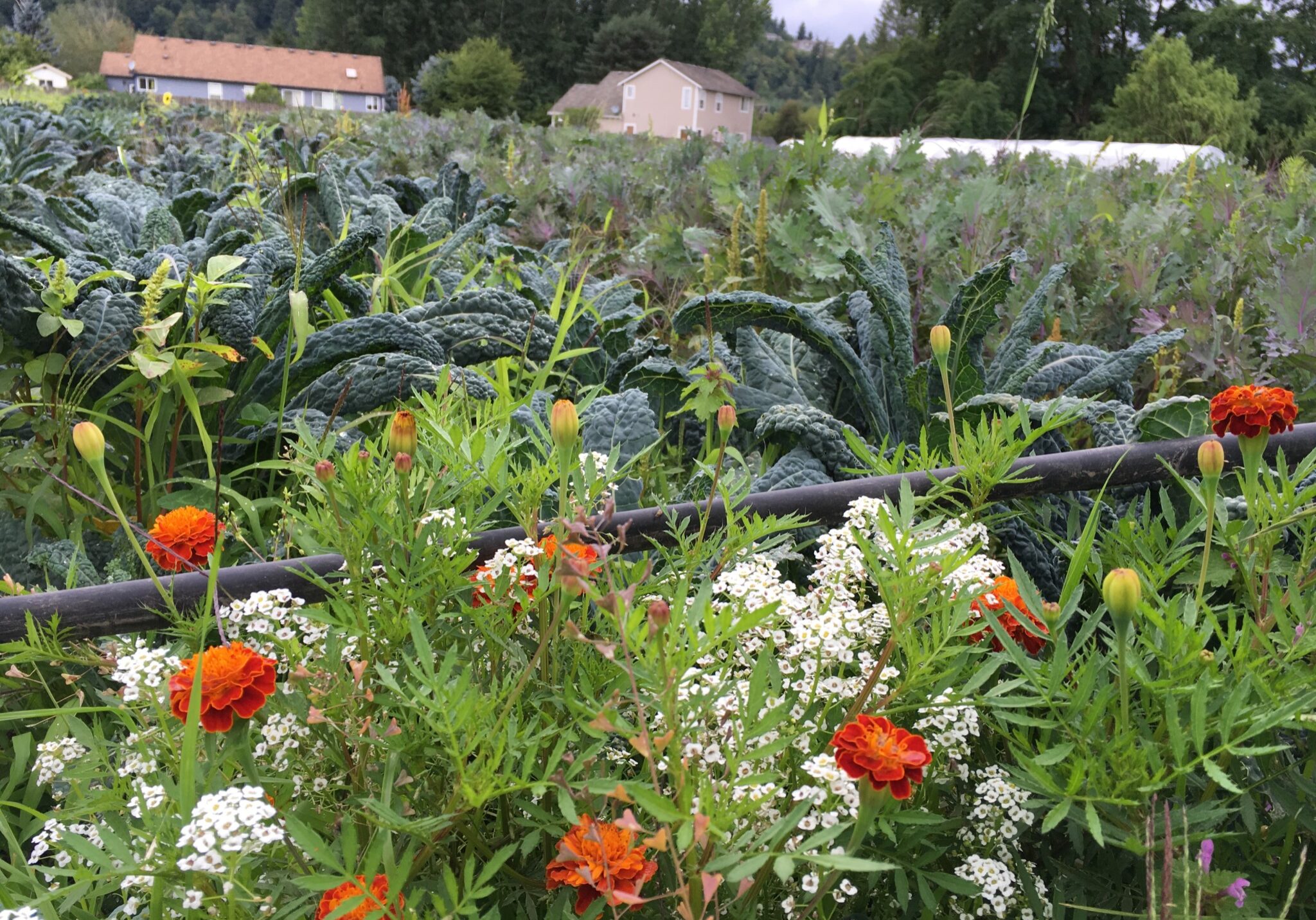 Picture of flowers and plants