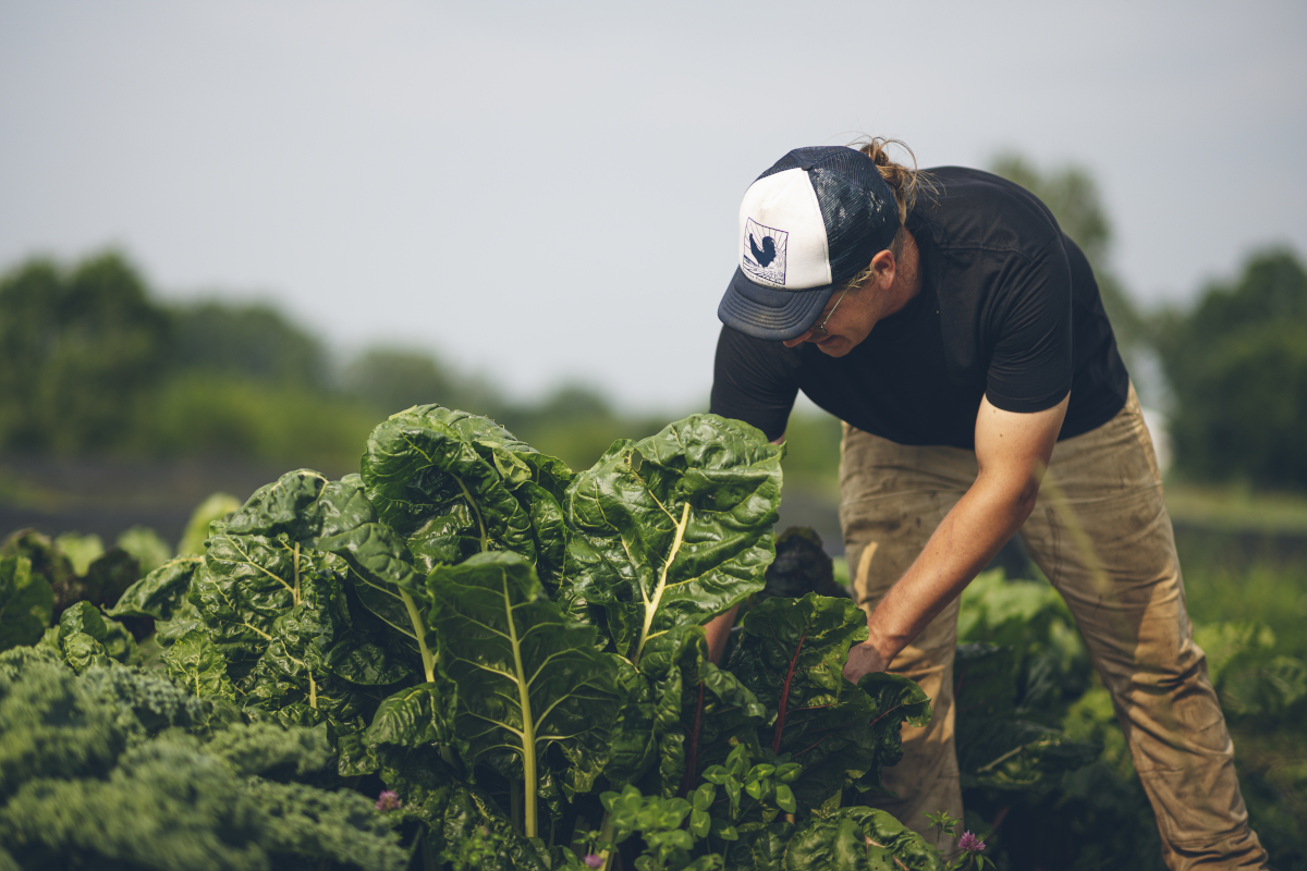 Photo of man harvesting plants.