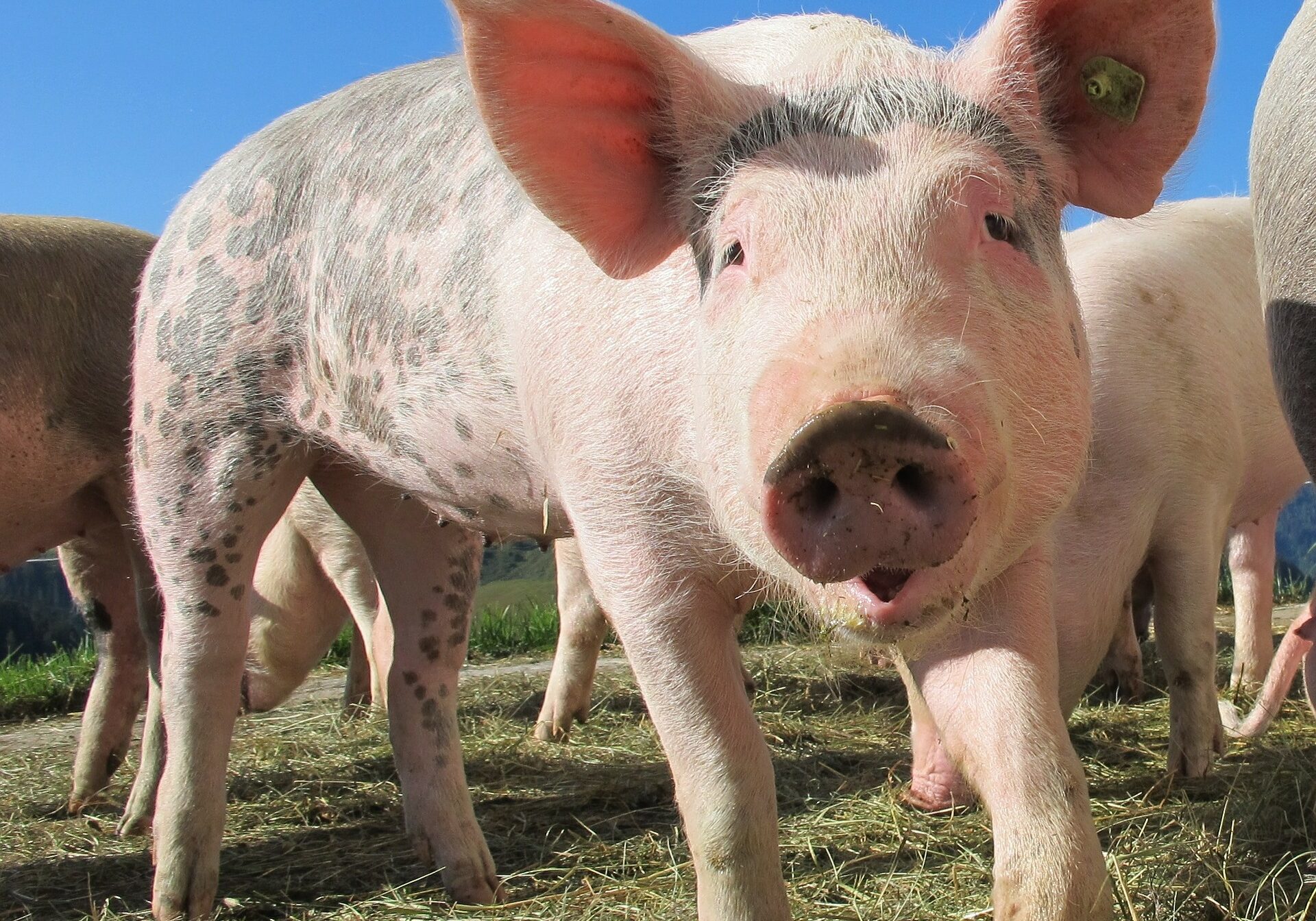 Picture of a pig looking into the camera.