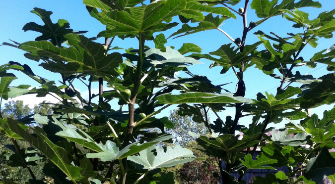 Picture of Perennials, trees, leaves