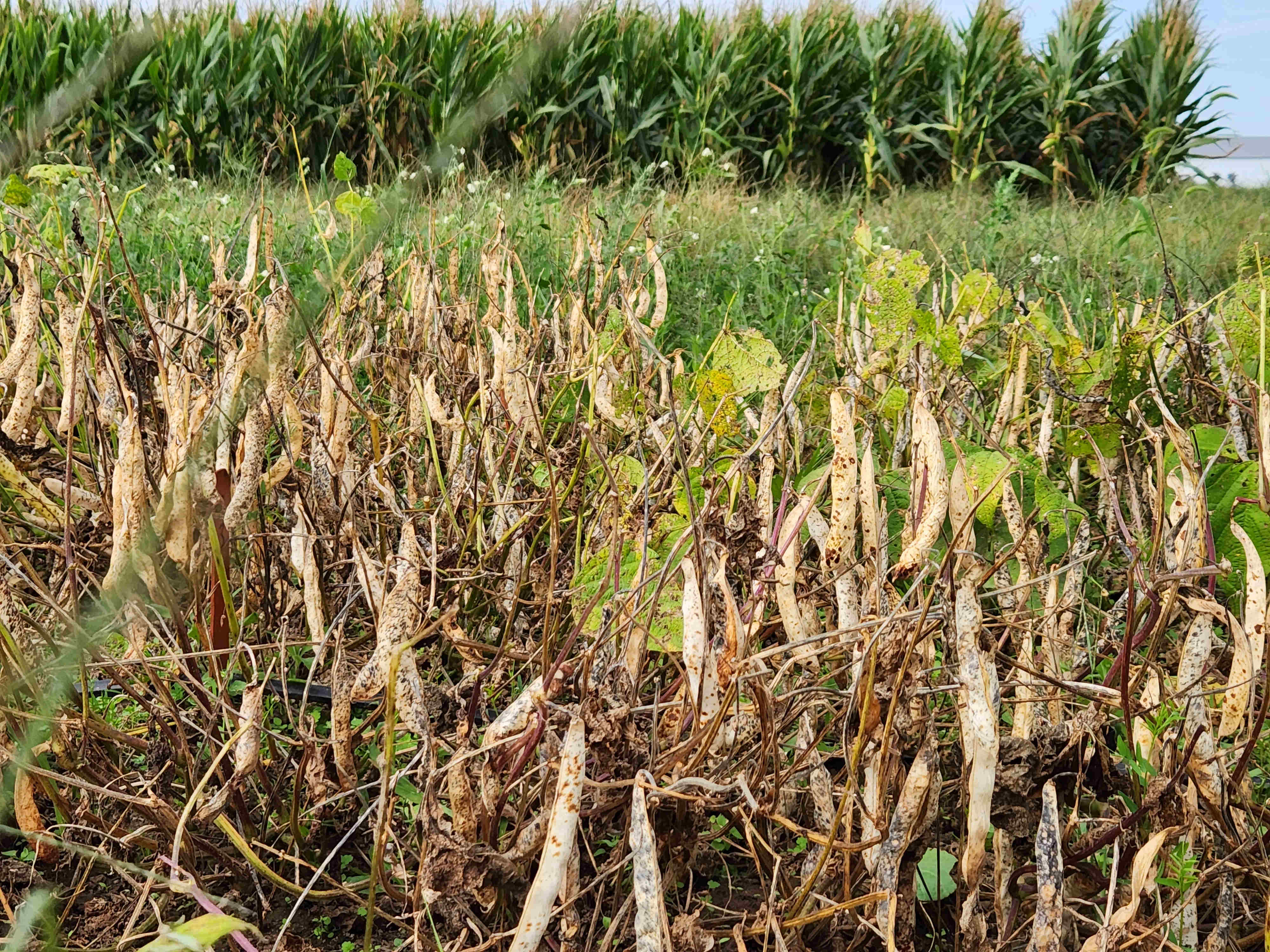 Dry edible beans dried down in the field and ready for harvest