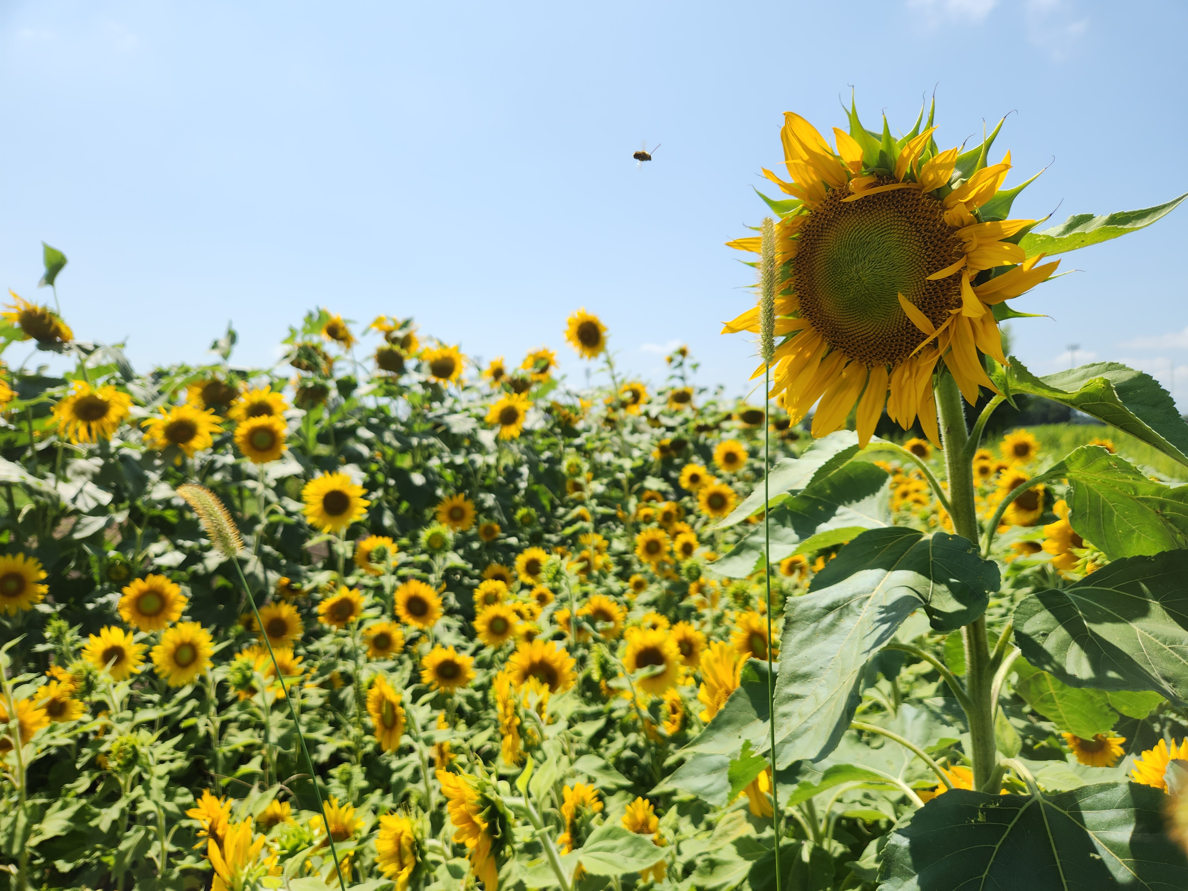 Sunflowers