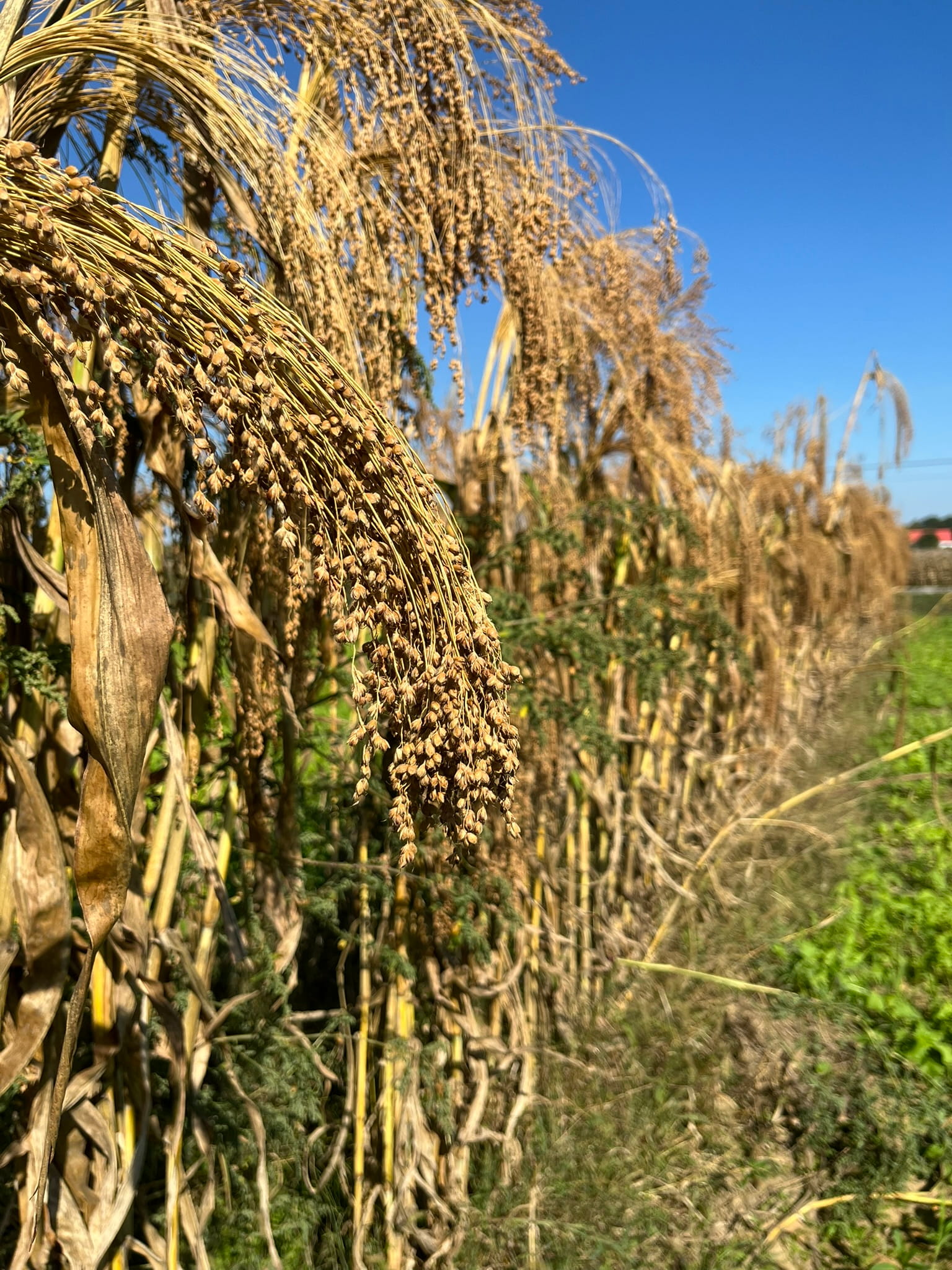Broomcorn