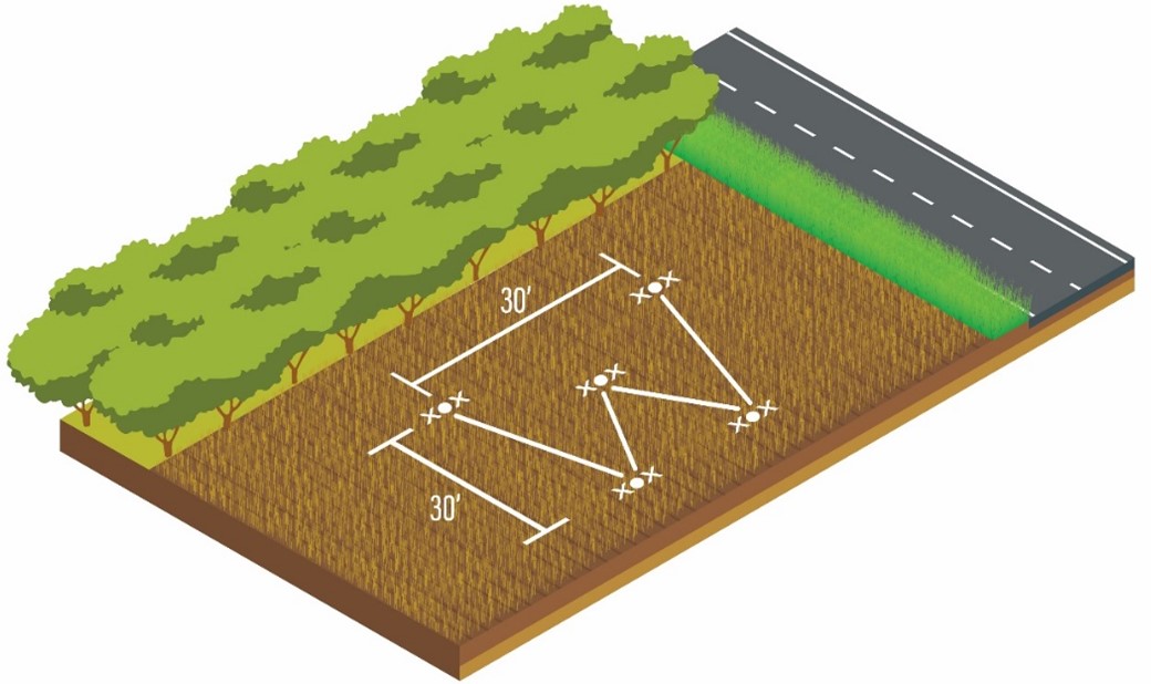 "W" shaped field walk example and size