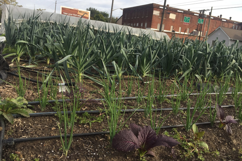 Urban Farm in Indianapolis