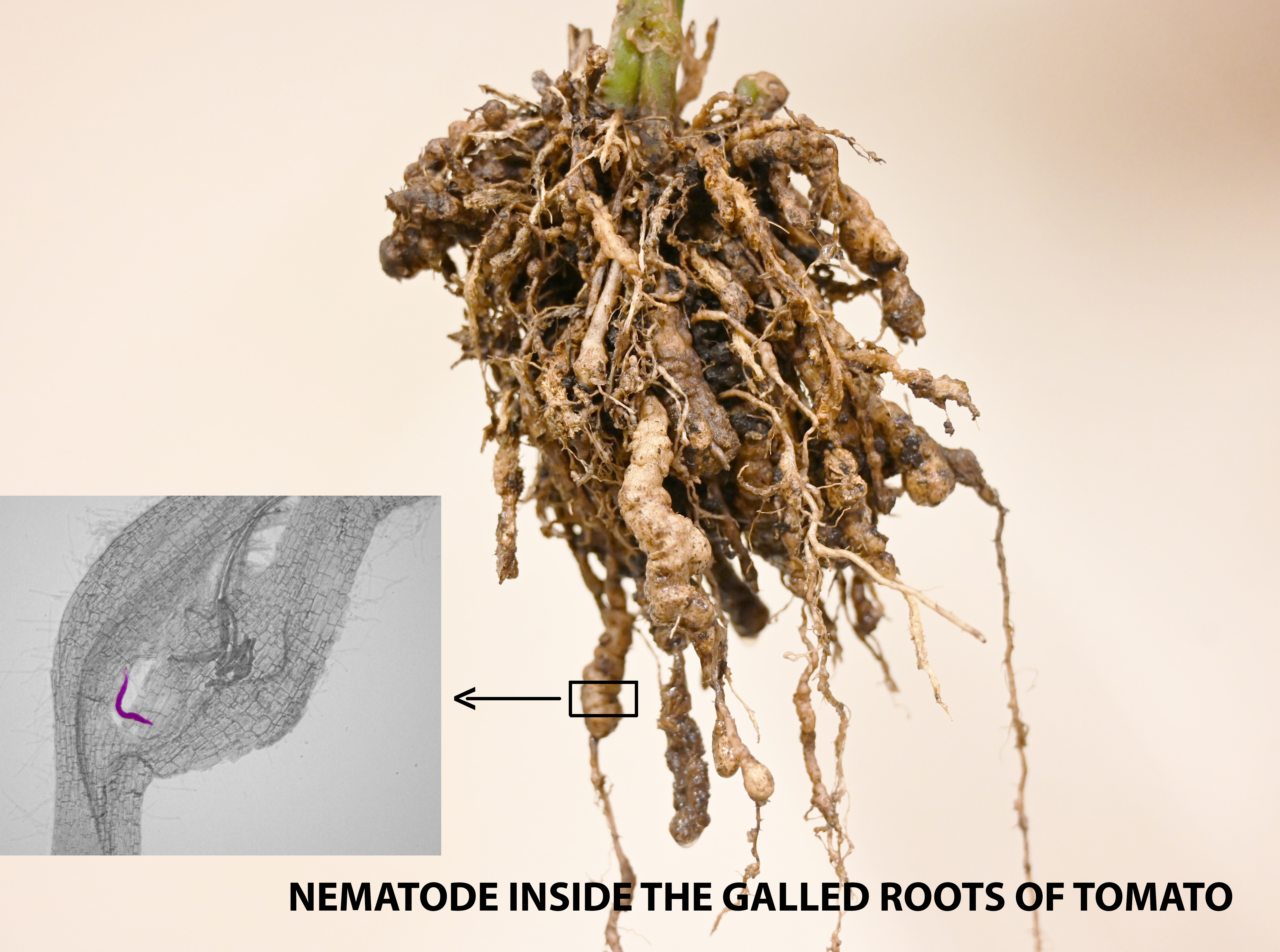 galled-tomato-root-by-mi-infection.png