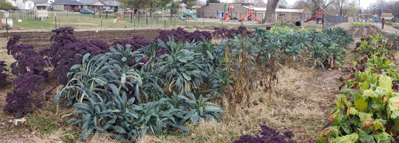 Community garden, houses, park, plants