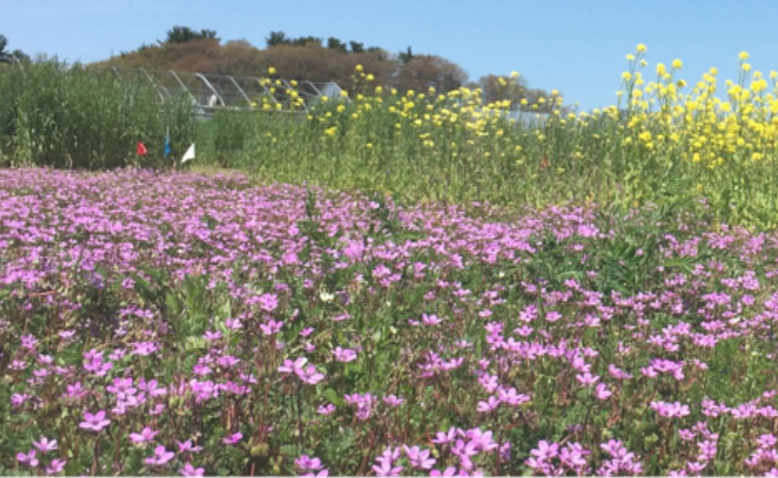 Field of flowers
