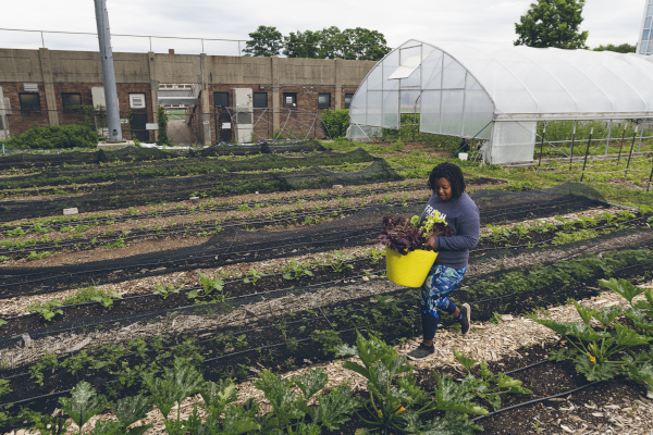 Gathering vegetables in a garden