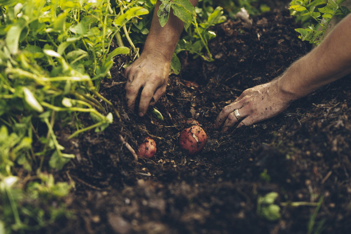 Harvesting potatoes