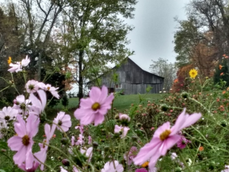 Flowers, trees, barn, field
