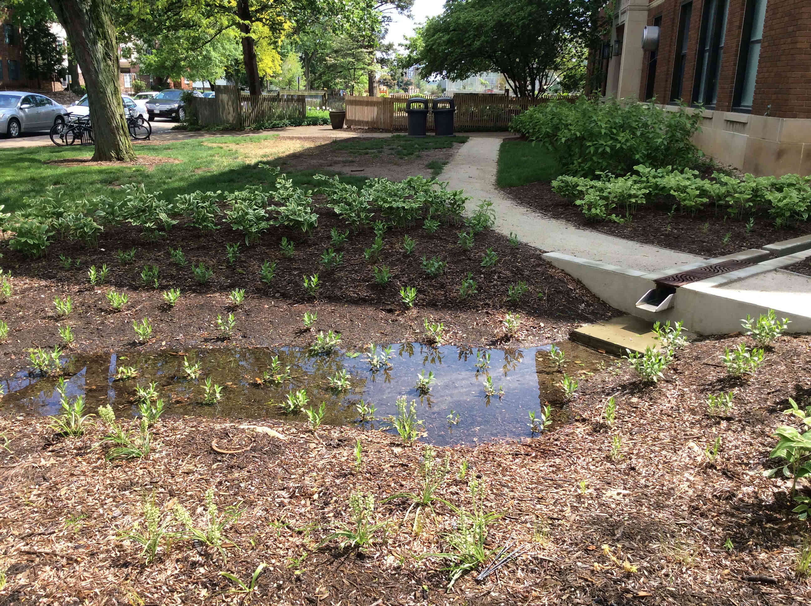 Image of a puddle in the middle of a garden.