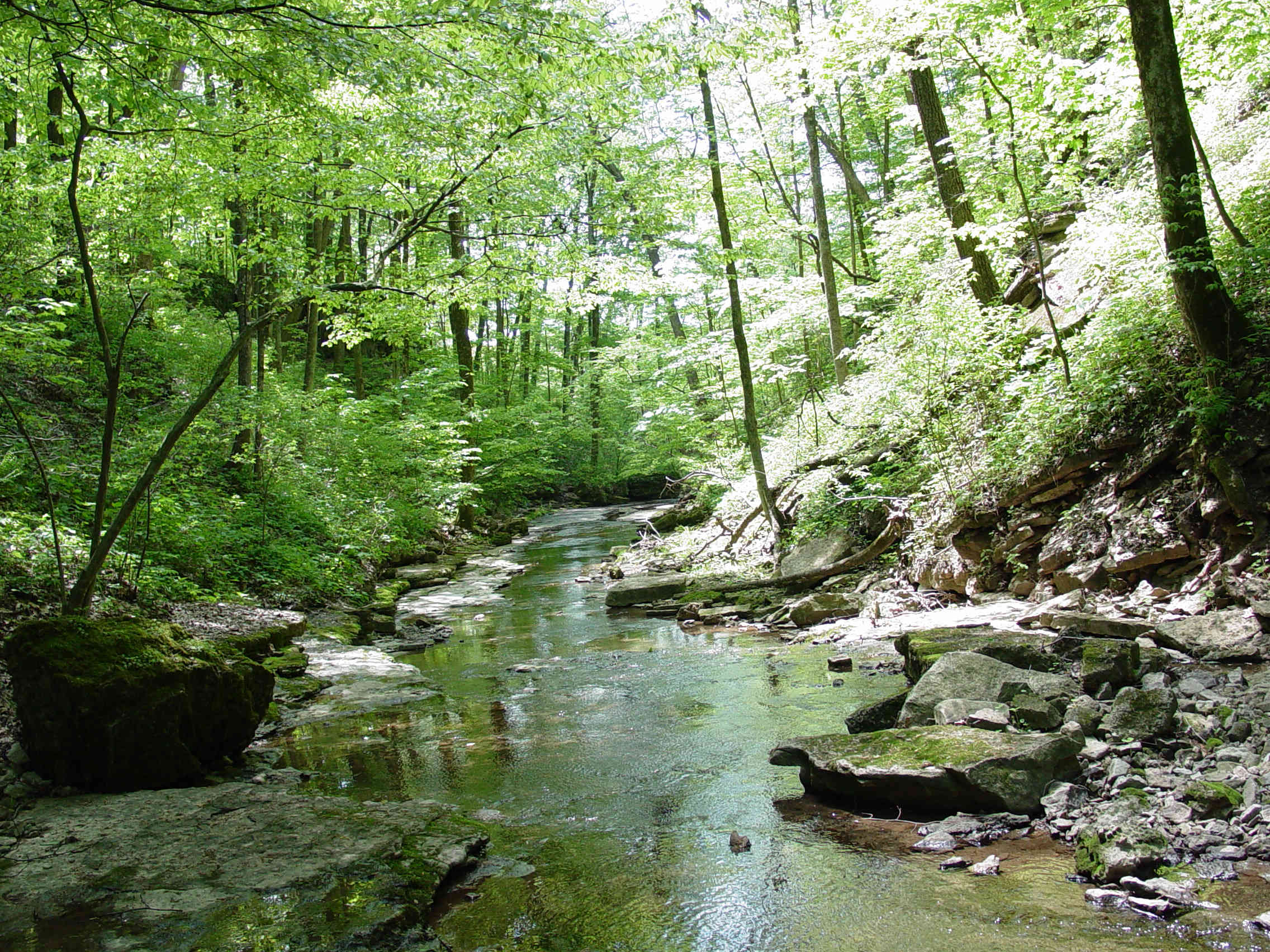 Image of a lake in a forest.