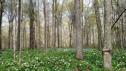 Image of tall trees in the woods.