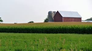 Image of a barn in the background with grain fin the middle ground