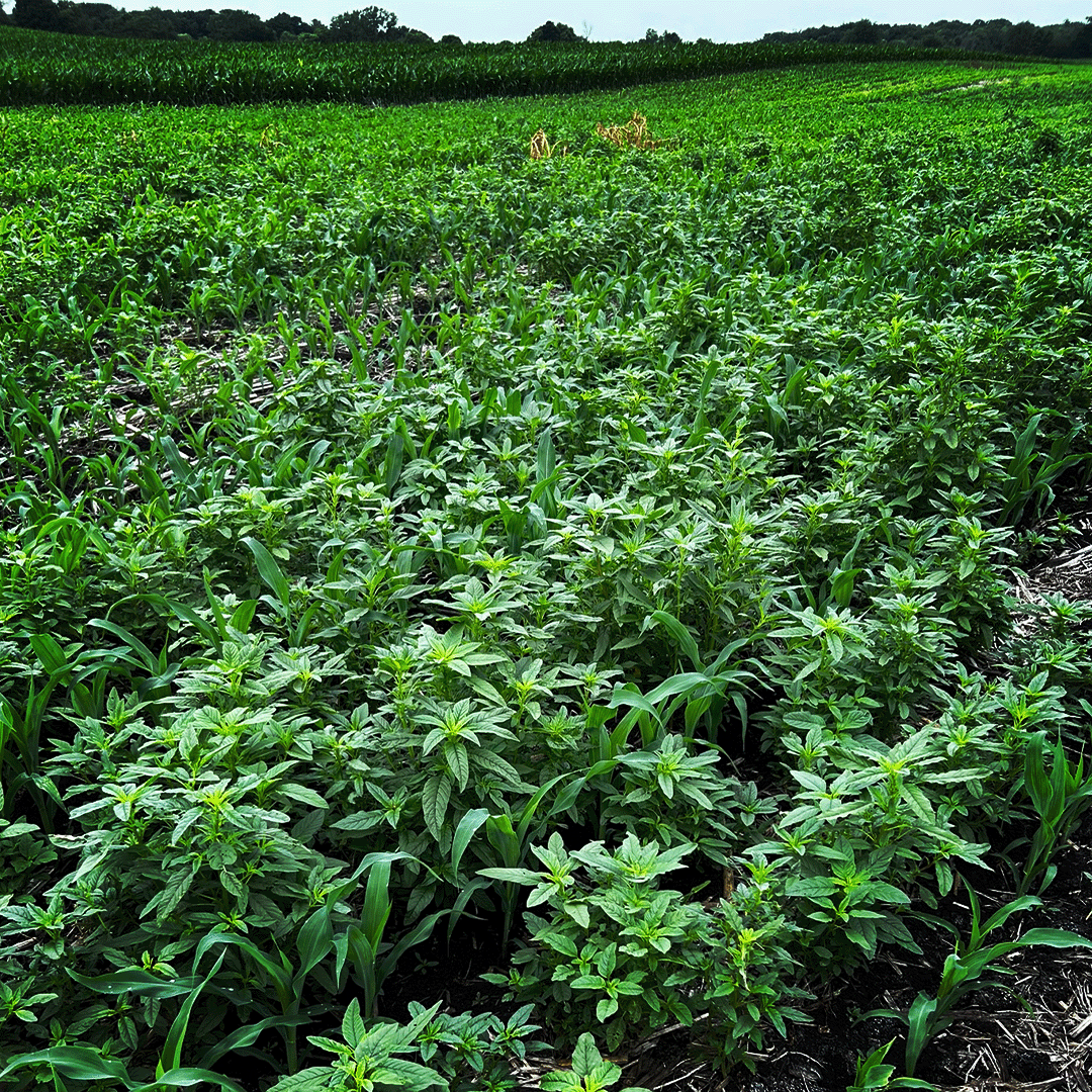 Field of crops