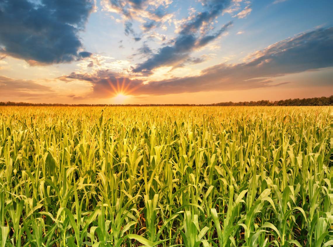 corn field