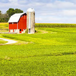 corn field