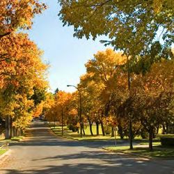 Forest with colors of the fall 