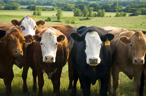 Beef cattle