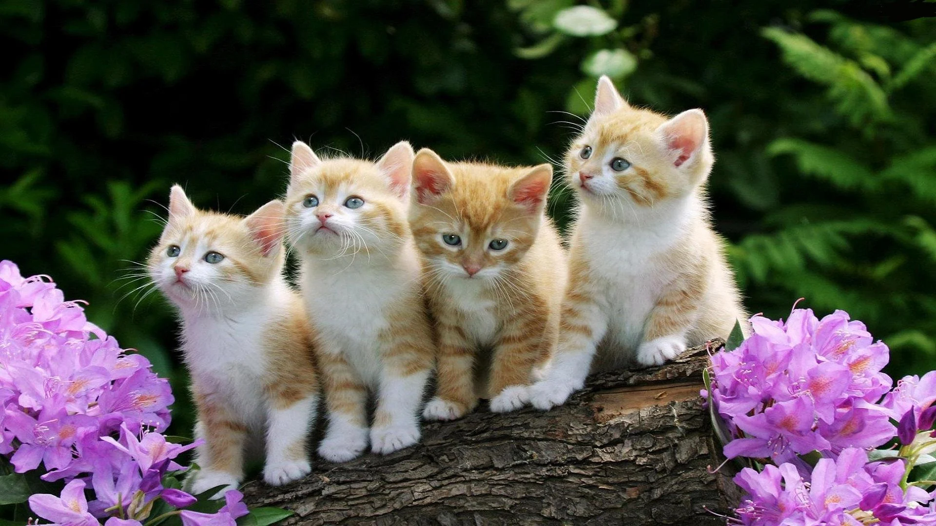 Cats
