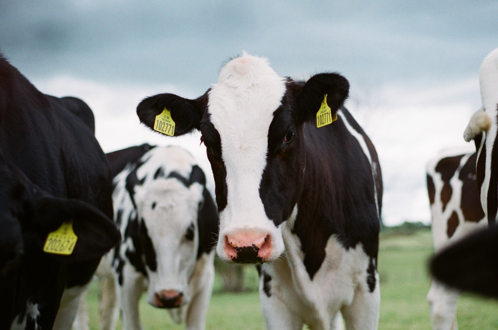 Dairy Cows