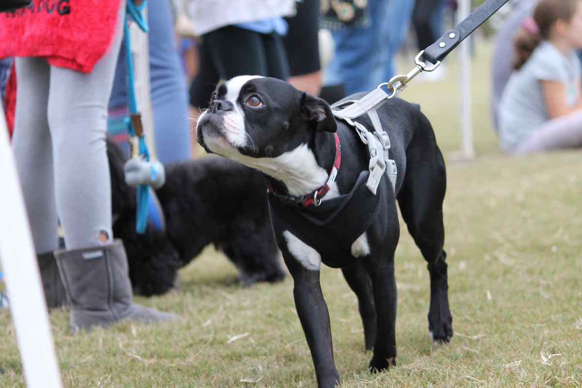 Show dog