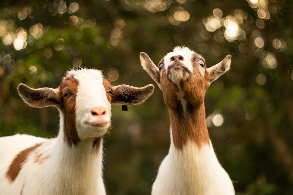 Goats