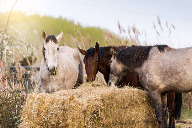 Horses