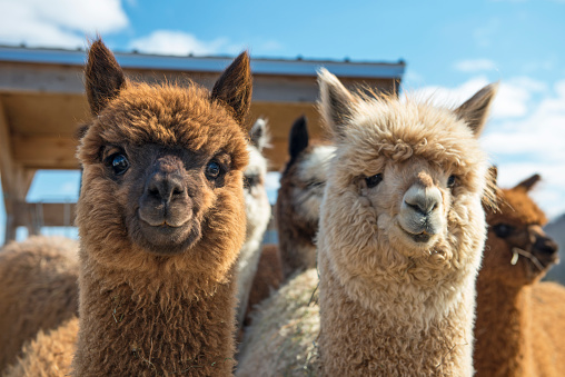 Llamas