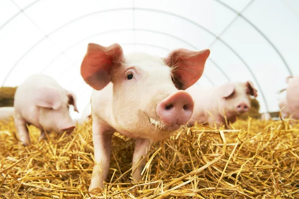 Pigs