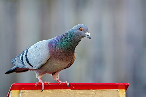 Pigeon