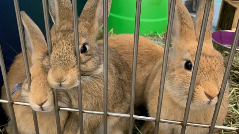 Rabbits