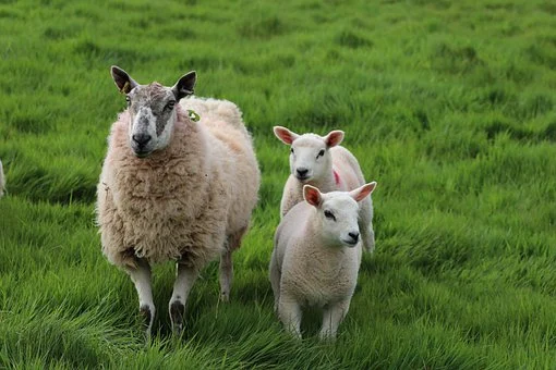 Sheep