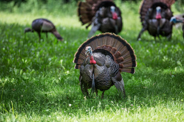 turkey