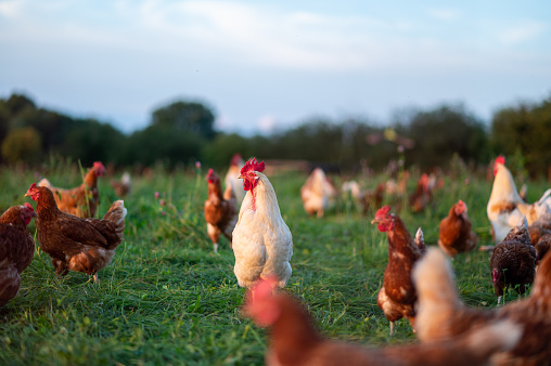 Chickens