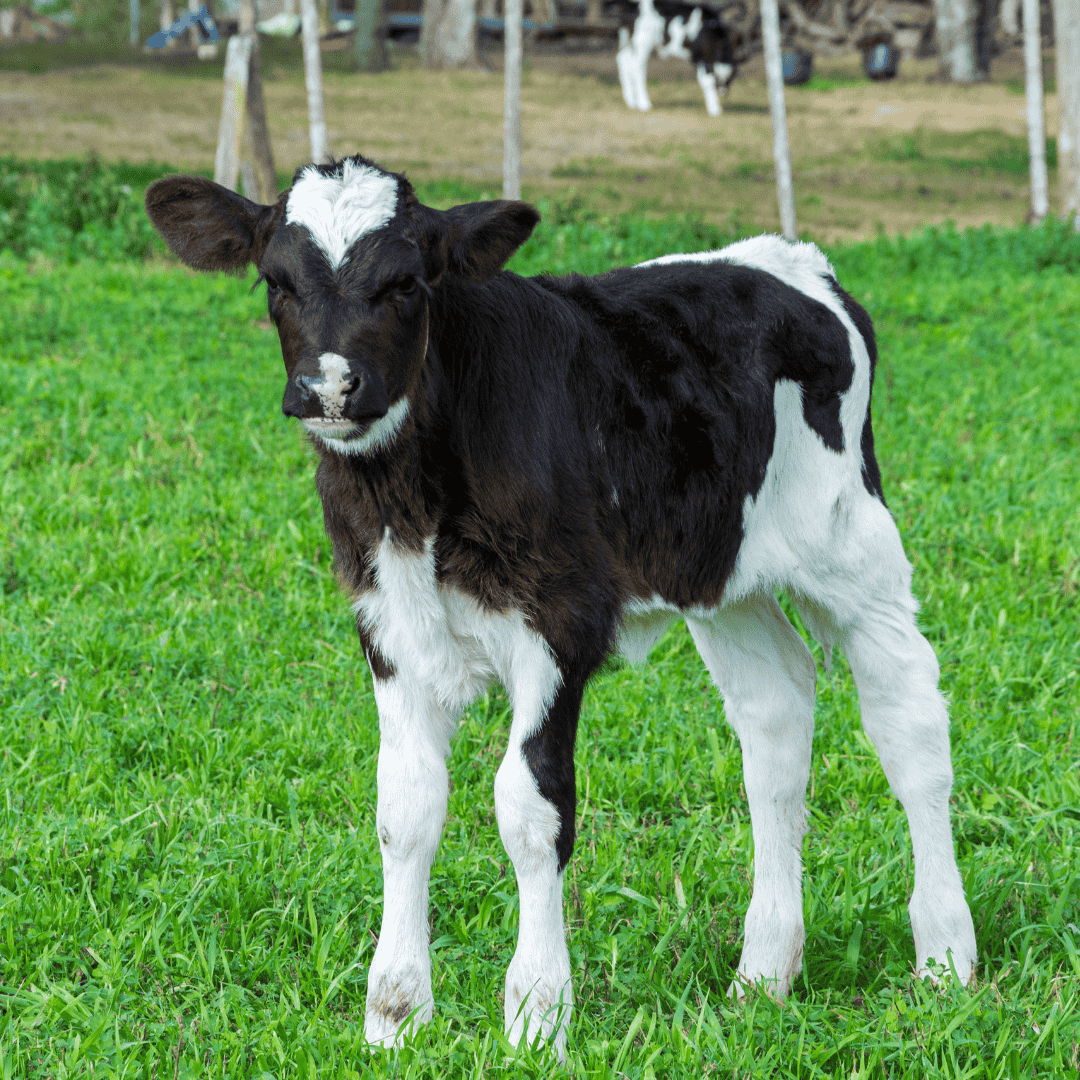 calf
