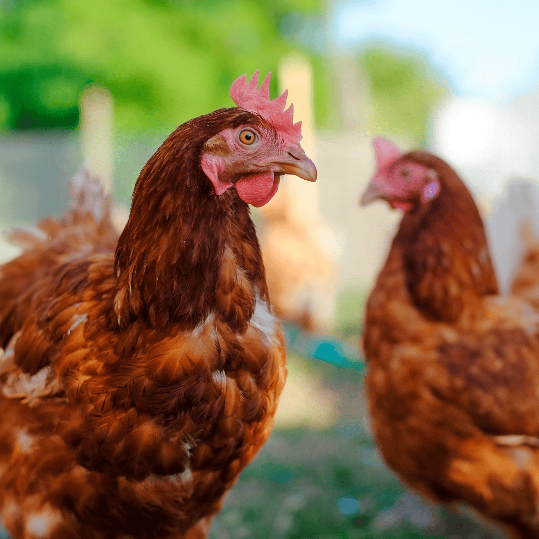Chickens standing together