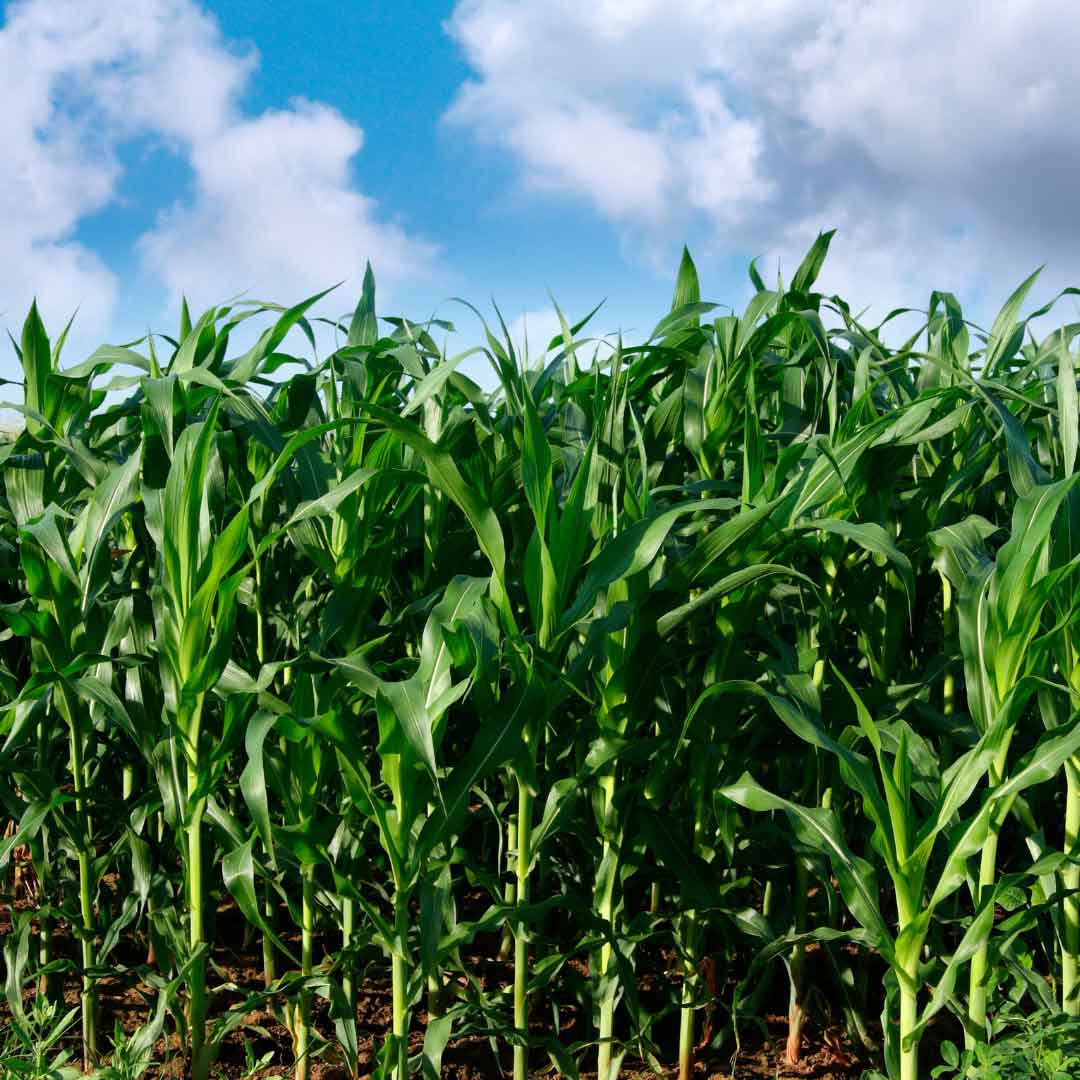 corn growing in field