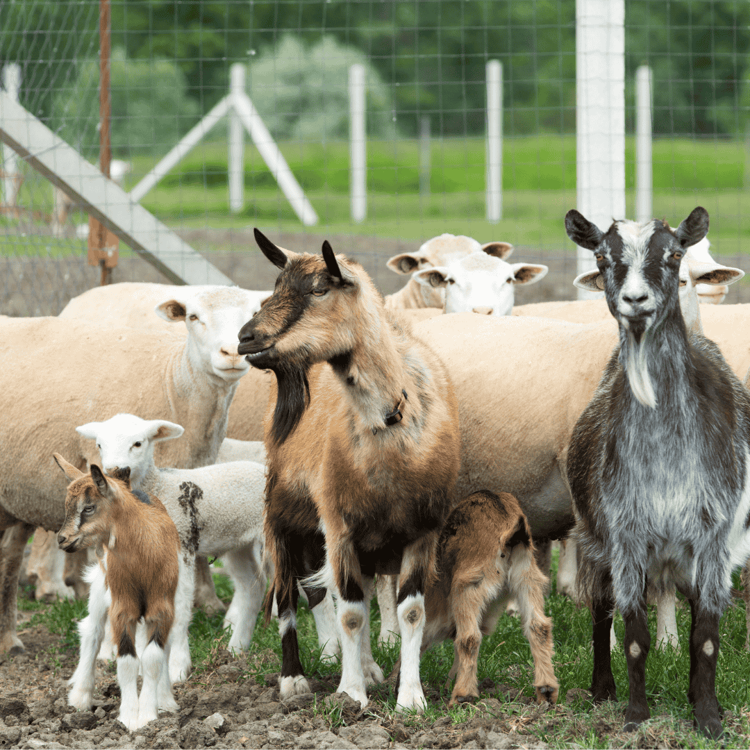 Goats and sheep standing together
